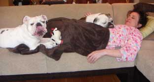 staci and bulldogs on sofa